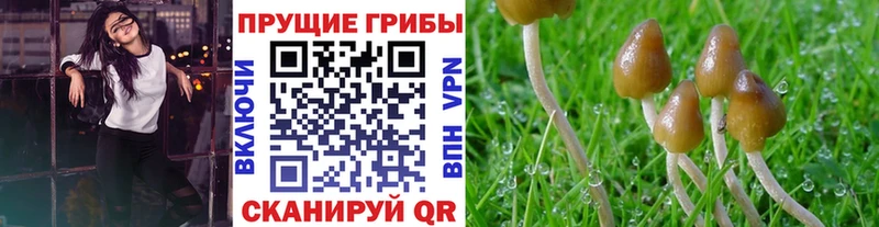 где найти наркотики  Любим  Псилоцибиновые грибы прущие грибы 